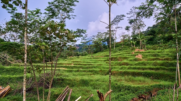 View of the hill that has been planted with terraced rice fields