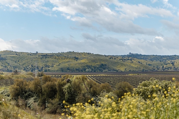 a view of a hill with a yellow flowering plant in the foreground