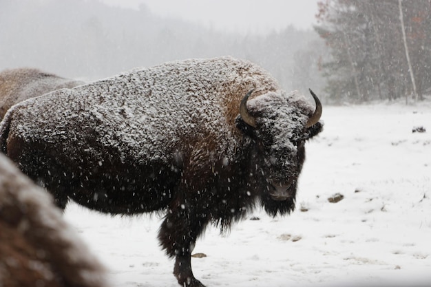 Photo view of hla bison on snow covered land