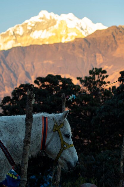 Foto vista di un cavallo contro la catena montuosa