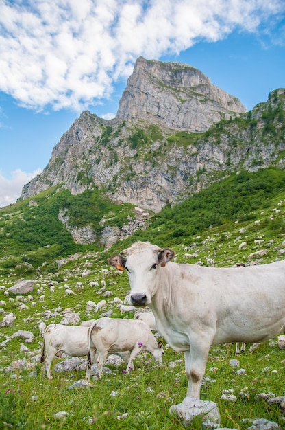 Foto vista di un cavallo contro la catena montuosa