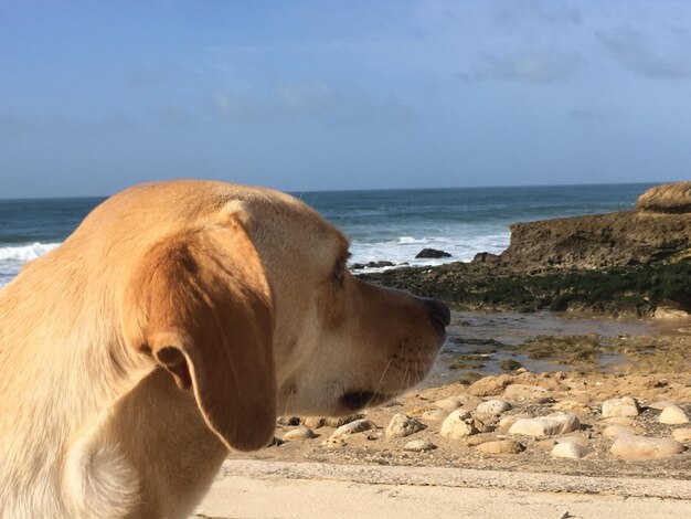 Foto veduta di un cavallo sulla spiaggia