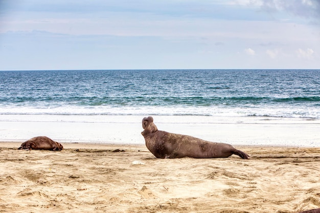 Foto vista di un cavallo sulla spiaggia