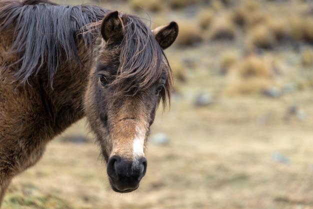 Photo view of a horse in bolivia