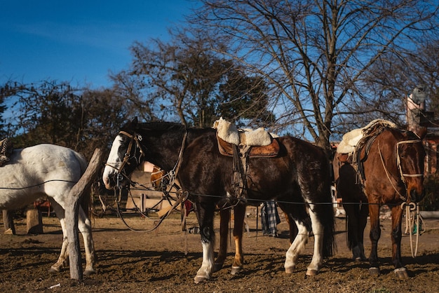 Foto vista di un carro a cavallo sul campo