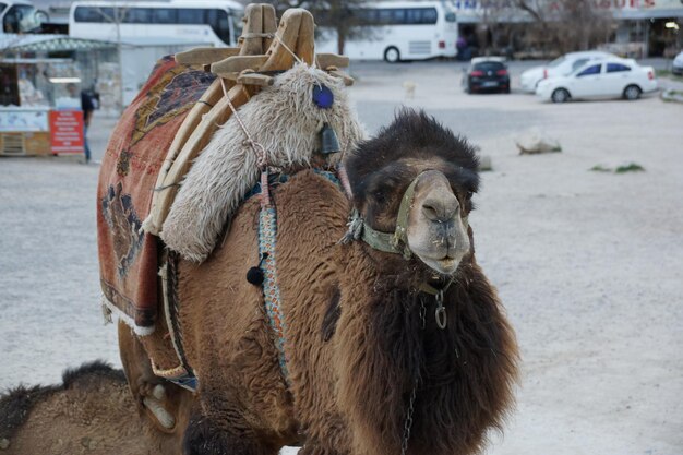 Foto veduta di un carro a cavallo per strada