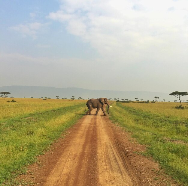 View of a horse on dirt road