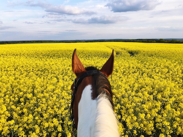 View of horse on field against sky