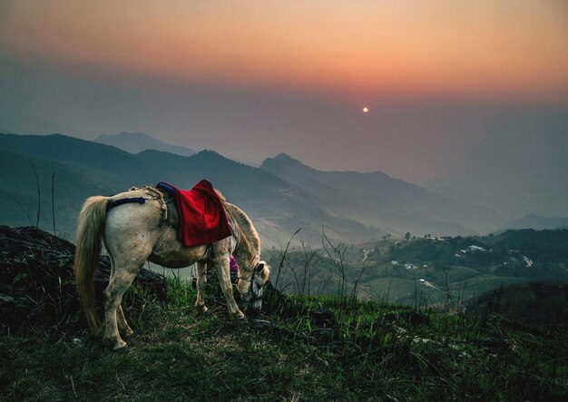 View of horse on field during sunset