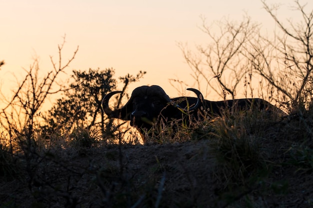 View of a horse on field during sunset