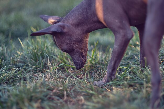 Photo view of a horse on field