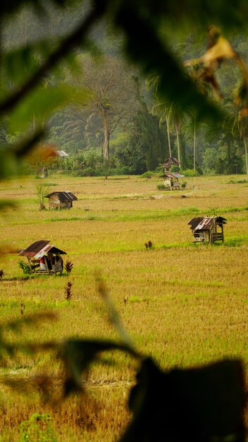 View of horse on field