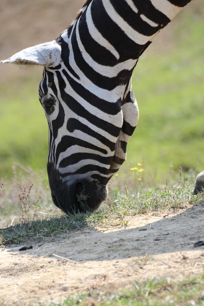 Photo view of a horse on field