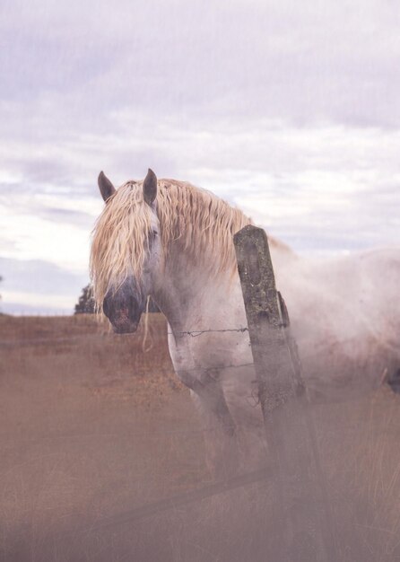 View of a horse on field