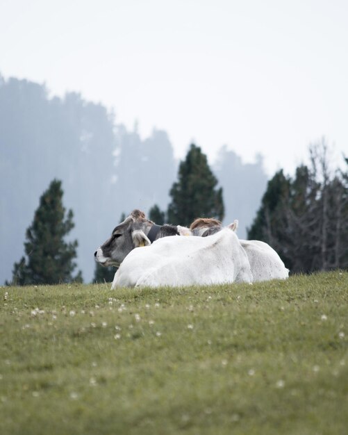 Photo view of a horse on field