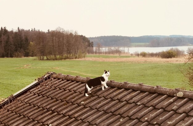 Foto vista di un cavallo sul campo