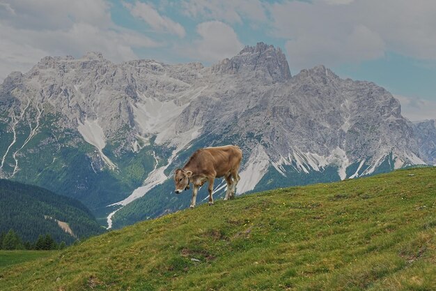 Foto vista di un cavallo sul campo