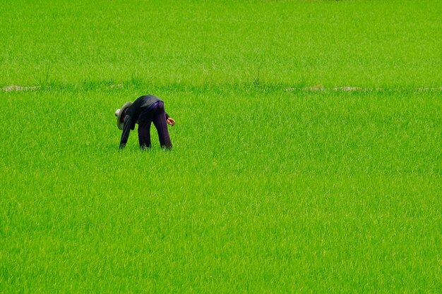 View of a horse on field