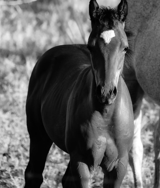 Photo view of a horse on field