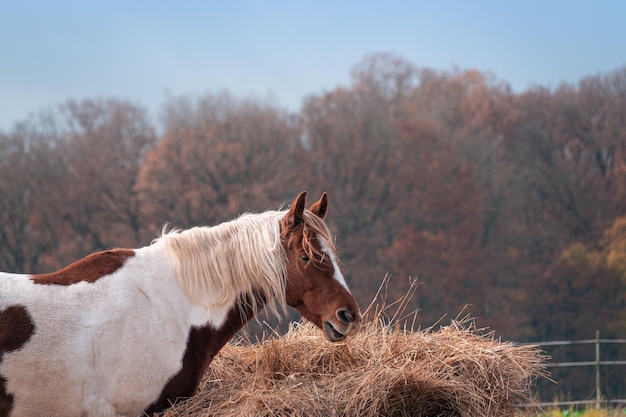 Photo view of a horse on field