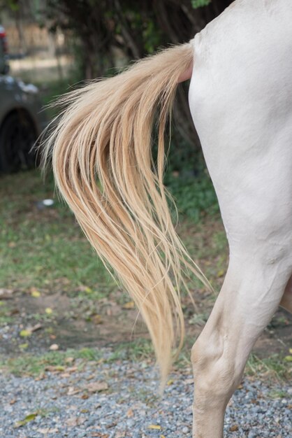 Photo view of a horse on field