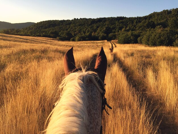 View of a horse on field