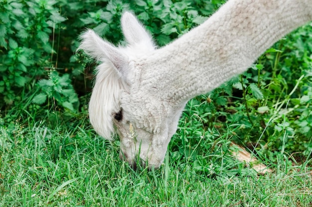 Foto vista di un cavallo sul campo