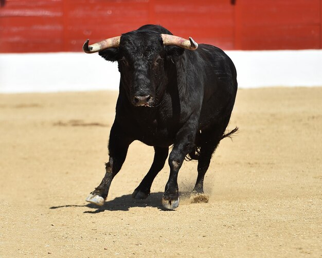 Foto vista di un cavallo sul campo