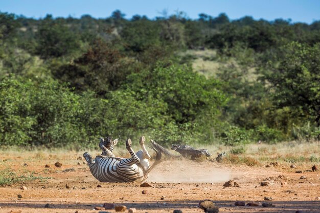 Photo view of a horse on the field