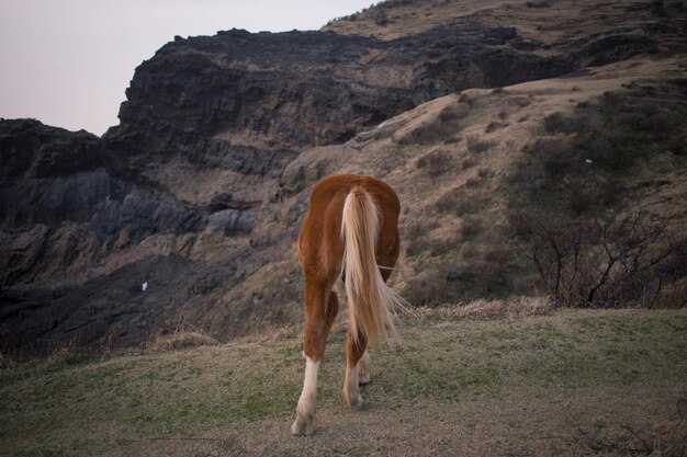 Foto vista di un cavallo sul campo