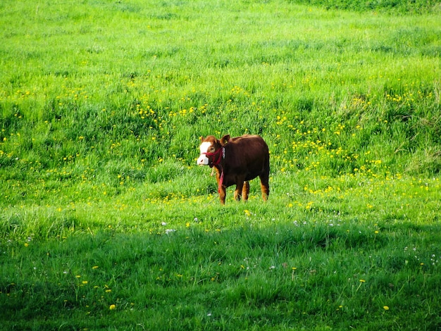 Photo view of a horse on field