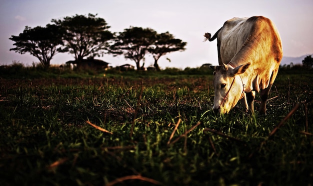 Foto vista del cavallo sul campo