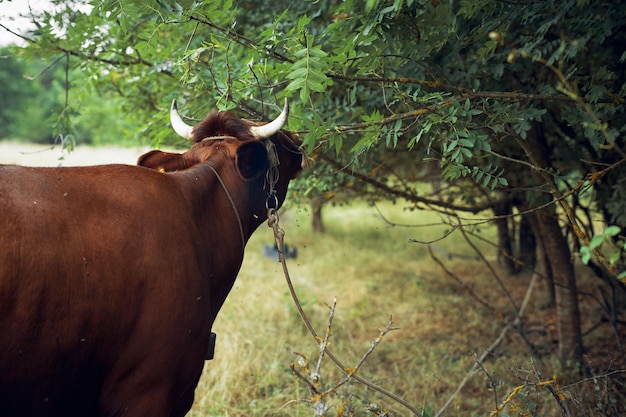 Photo view of a horse on field