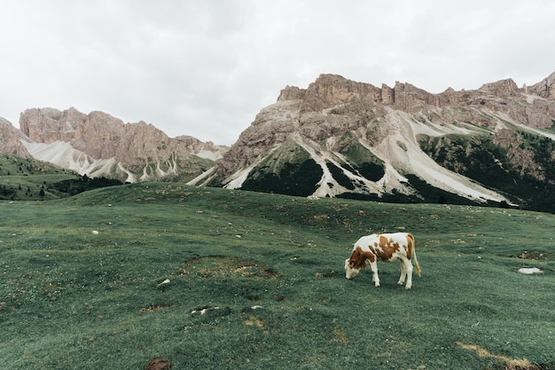 Foto vista di un cavallo sul campo