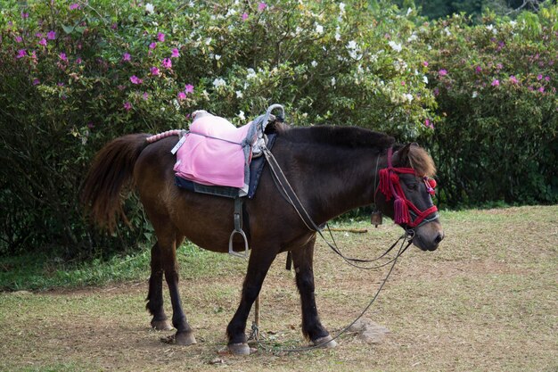 View of horse on field