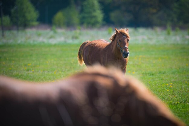 View of a horse on field