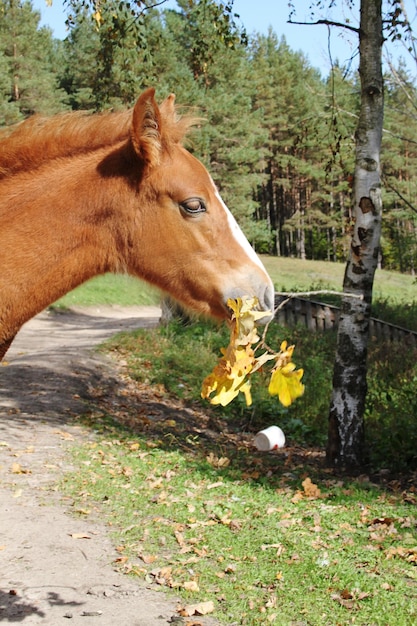 Photo view of a horse on field
