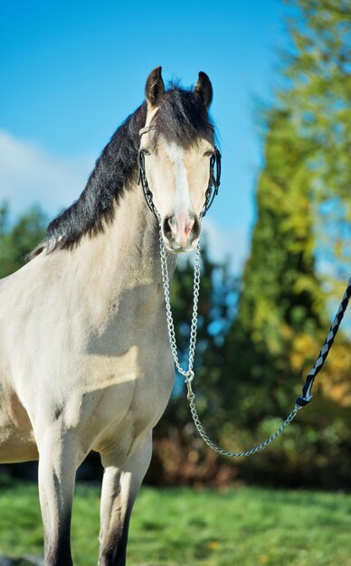 Foto vista di un cavallo sul campo