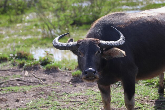 Foto vista di un cavallo sul campo