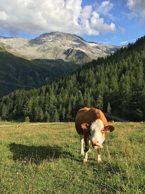 Photo view of a horse on field