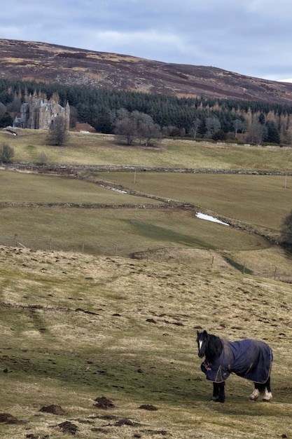 Photo view of a horse on field