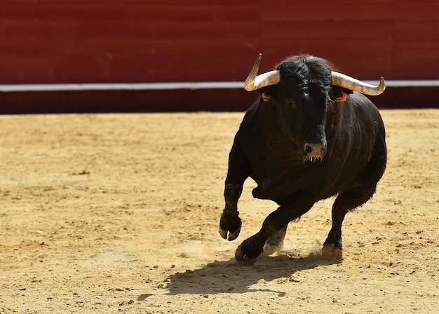 Foto la vista di un cavallo sul campo.