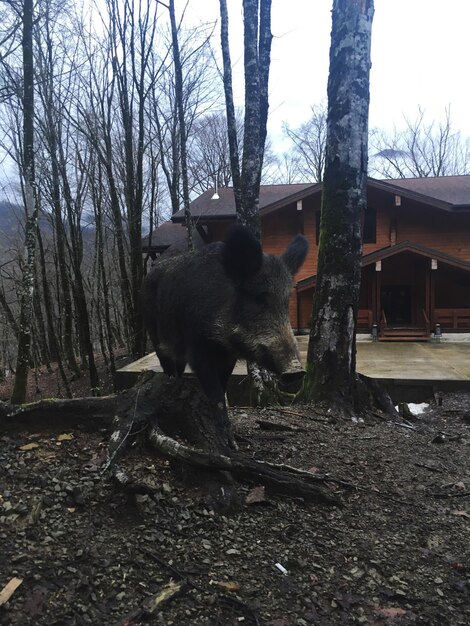 View of a horse in the forest