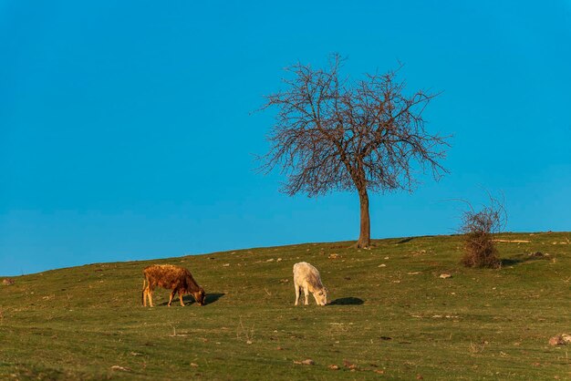 View of a horse grazing in field