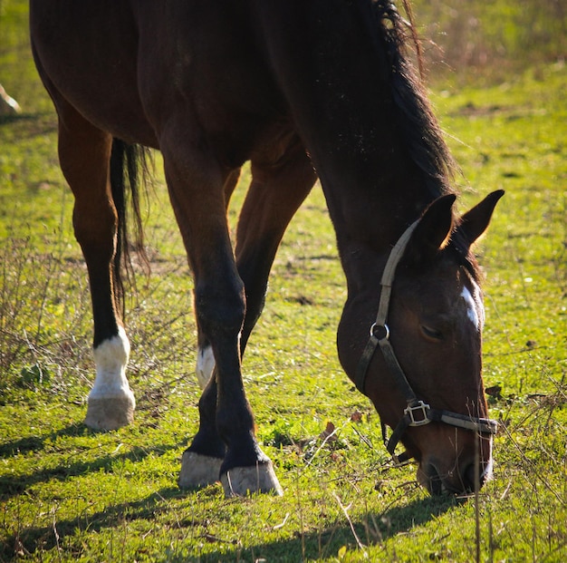 Photo view of horse grazing on field