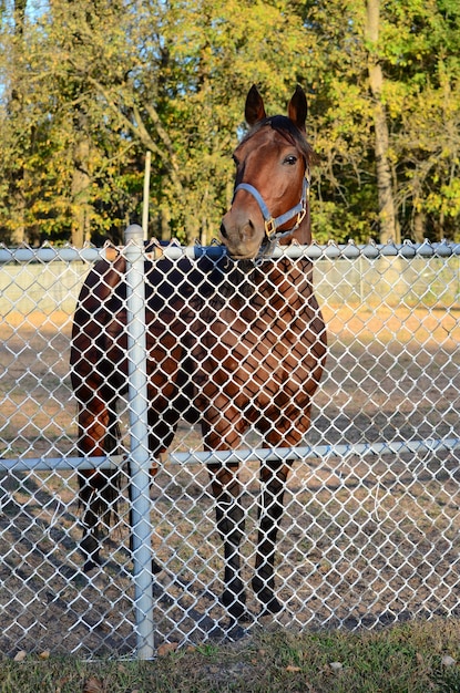 View of a horse on the ground