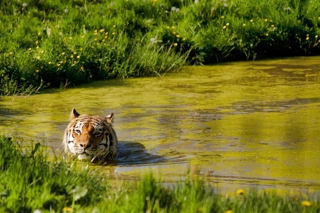 Photo view of a horse on the lake