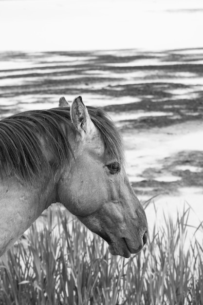 Photo view of horse on land