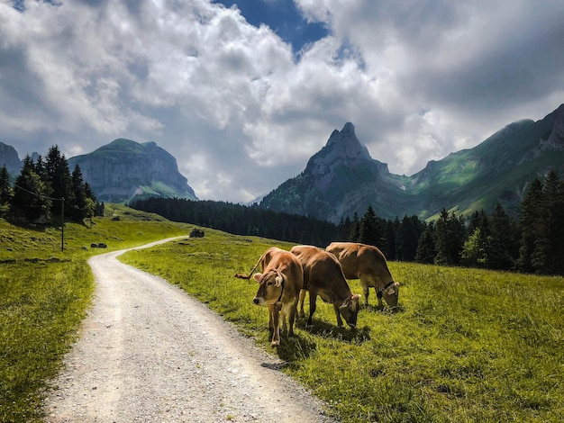 Foto vista di un cavallo sul paesaggio contro la catena montuosa