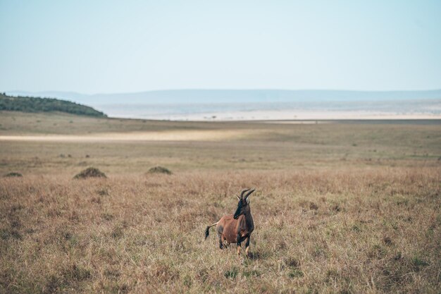 Photo view of a horse on landscape